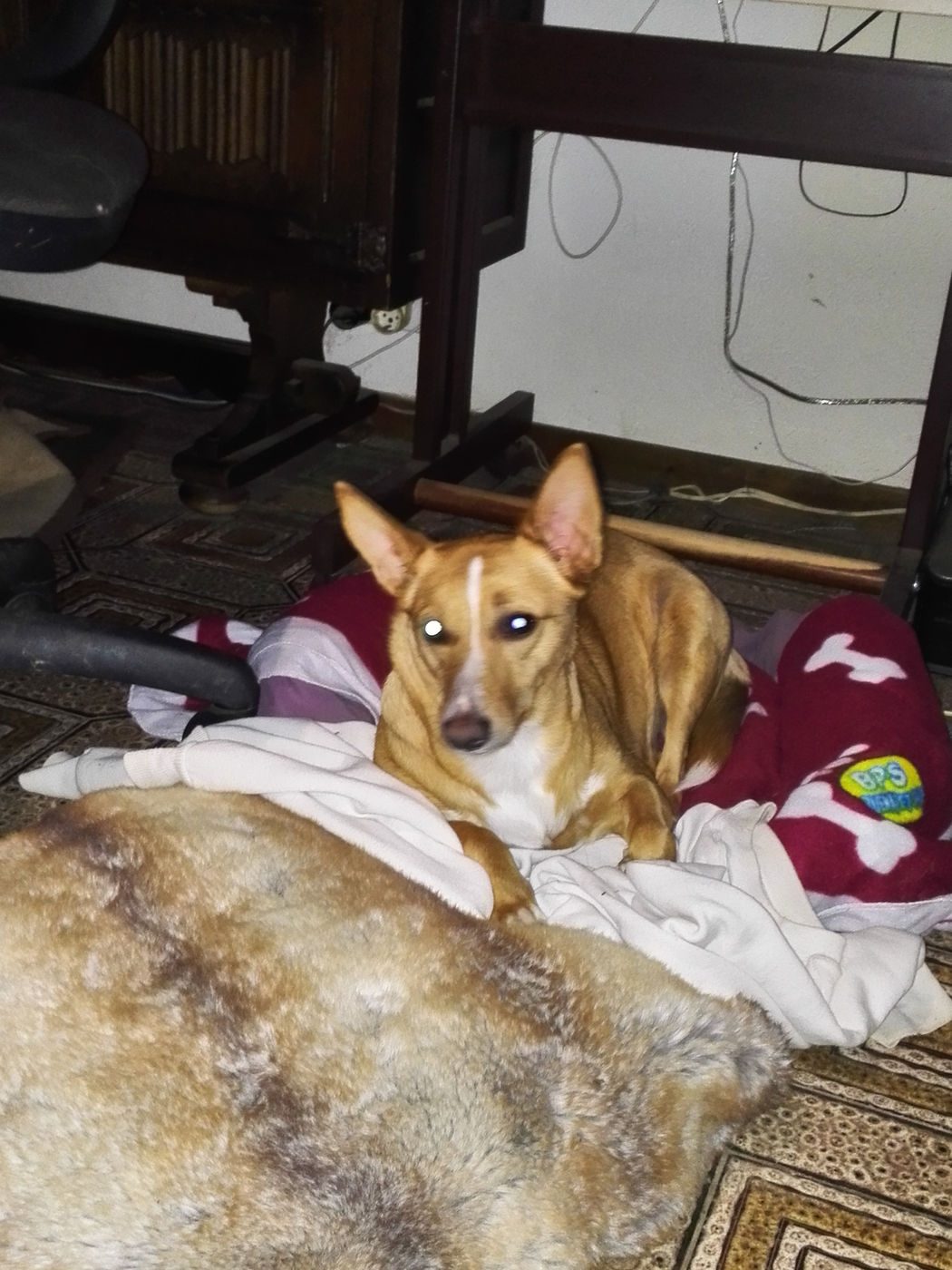 Un chien fauve aux grandes oreilles couché sur des plaids dans le salon